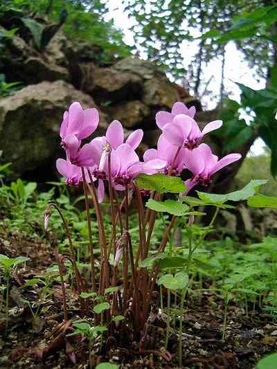  Image name: ciclamino2.jpg 
 width: 400 pixel 
 height: 533 pixel 
 Size: 31114 bytes 
 Click to enlarge 